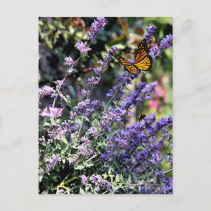 Carte Postale Fleur de catmint violette avec papillon