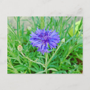 Carte Postale Fleur de céréales