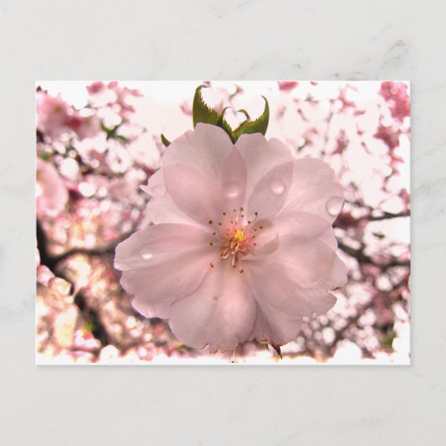 Carte Postale Fleur de cerise (Devant)