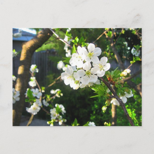 Carte Postale Fleur de cerise (Devant)
