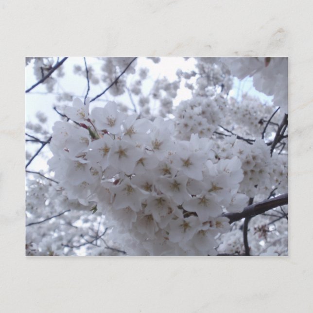 Carte Postale Fleur de cerise (Devant)