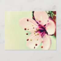 Fleur de cerise