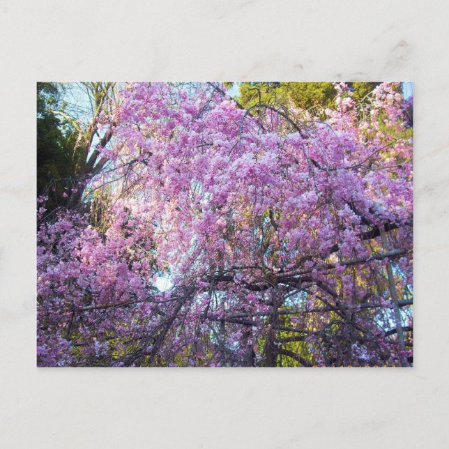 Carte Postale Fleur de cerise (Devant)