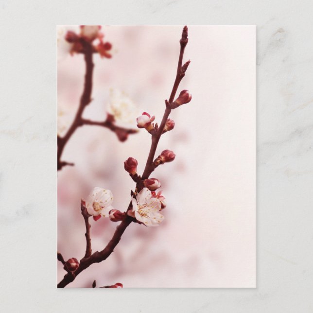 Carte Postale Fleur de cerise (Devant)