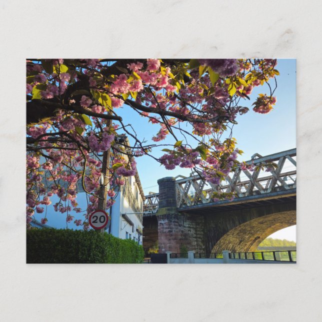 Carte Postale Fleur de cerisier  (Devant)