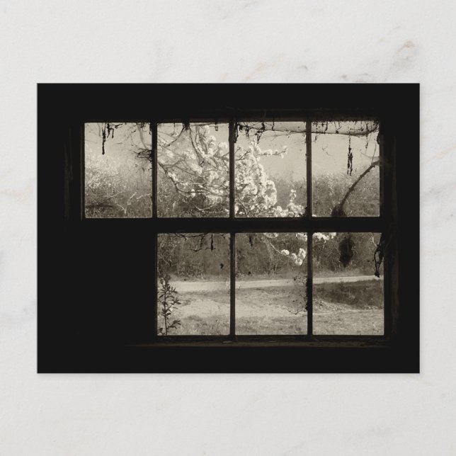 Carte Postale Fleur de cerisier à travers une vieille fenêtre de (Devant)