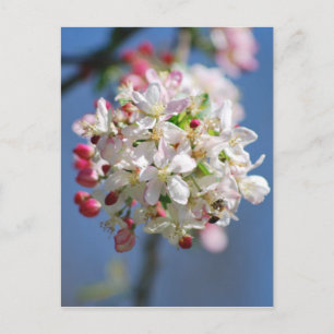 Carte Postale Fleur de cerisier et sens