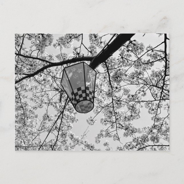 Carte Postale Fleur de cerisier japonaise et lanterne (Devant)