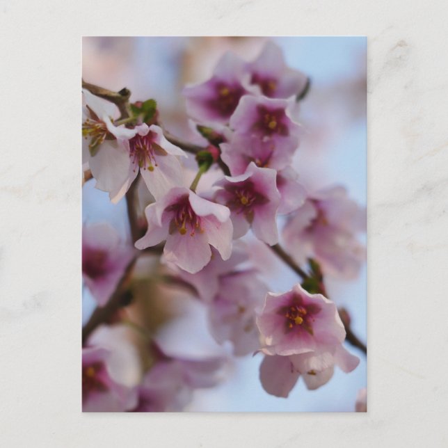 Carte postale Fleur de cerisier rose (Devant)