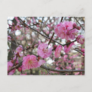 Carte Postale Fleur de cerisier rose / Sakura / ク(桜)