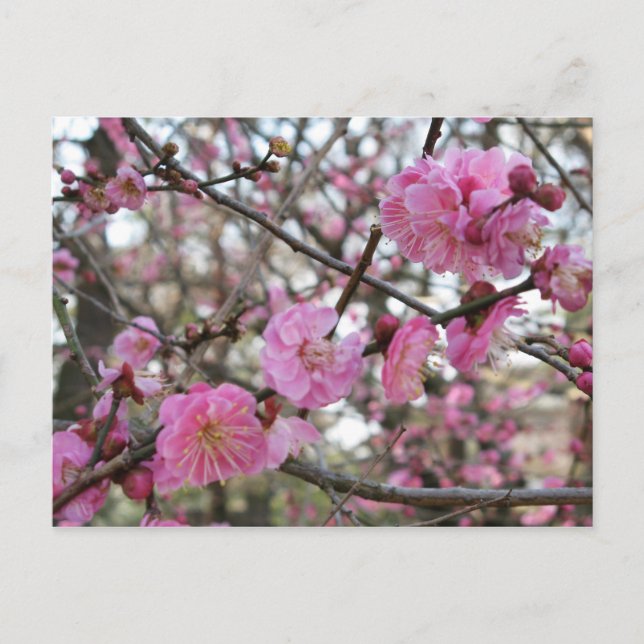 Carte Postale Fleur de cerisier rose / Sakura / ク(桜) (Devant)