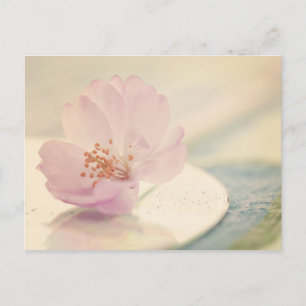 Carte Postale Fleur de cerisier rose tendre