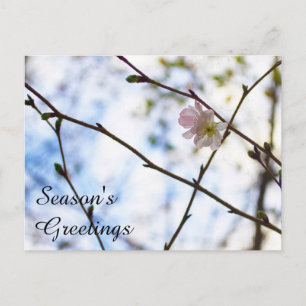 Carte Postale Fleur de cerisier Sakura sur une branche