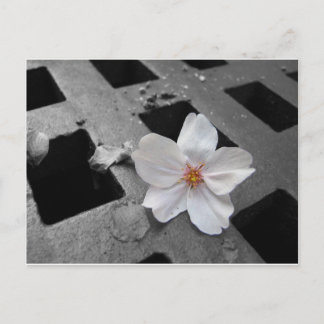 Carte Postale Fleur de cerisiers et acier
