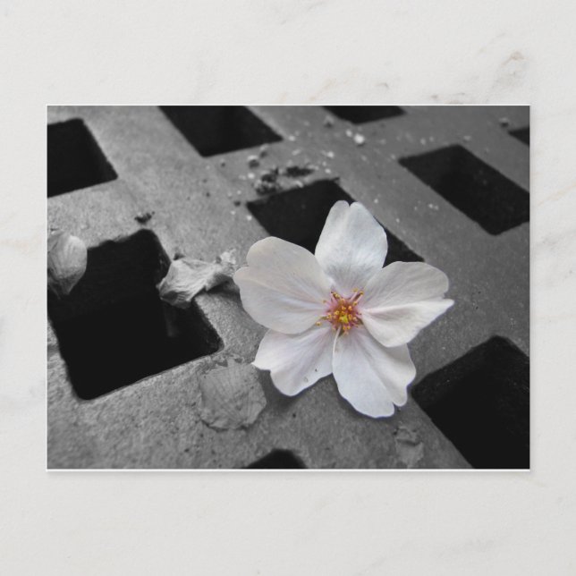 Carte Postale Fleur de cerisiers et acier (Devant)