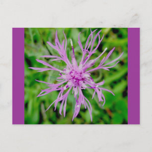 Carte postale Fleur de chardon