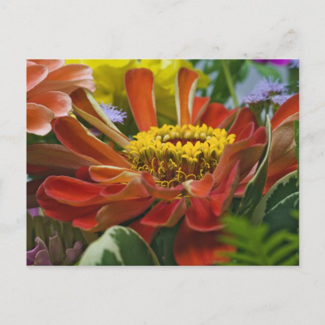Carte Postale fleur de chrysanthème (Devant)