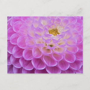 Carte Postale Fleur de chrysanthème décorant un lieu de sépultur