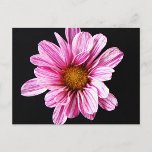 Carte Postale Fleur de chrysanthème pccnm