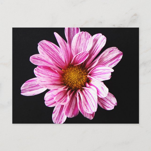 Carte Postale Fleur de chrysanthème pccnm (Devant)