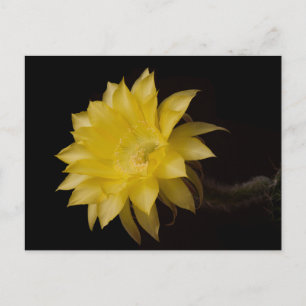 Carte Postale Fleur de citron à tarte Cactus
