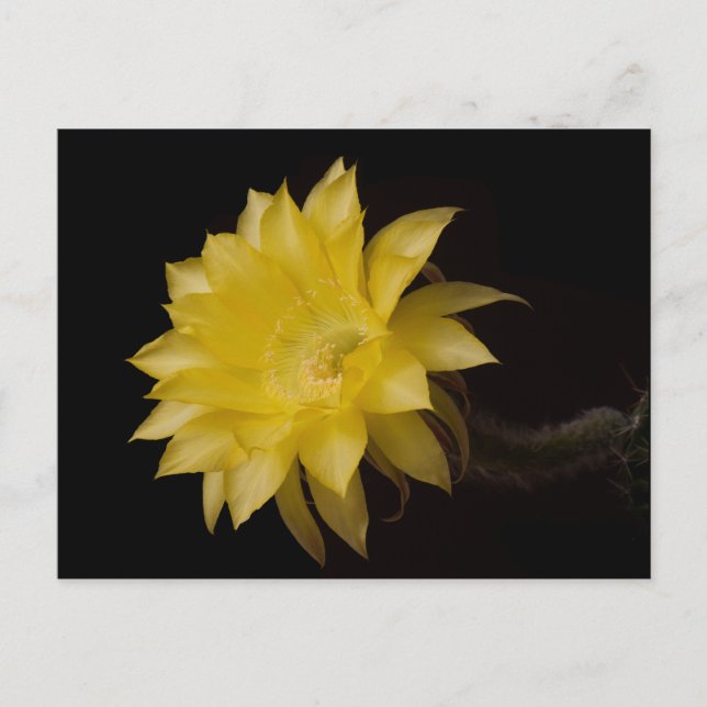 Carte Postale Fleur de citron à tarte Cactus (Devant)