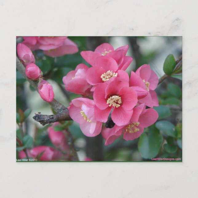 Carte Postale Fleur de Cognassier à fleurs roses de printemps (Devant)