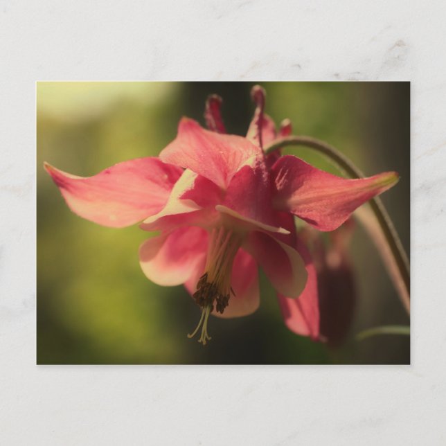 Carte Postale Fleur de Columbine rose intense (Devant)