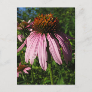 Carte Postale Fleur de cône Erect