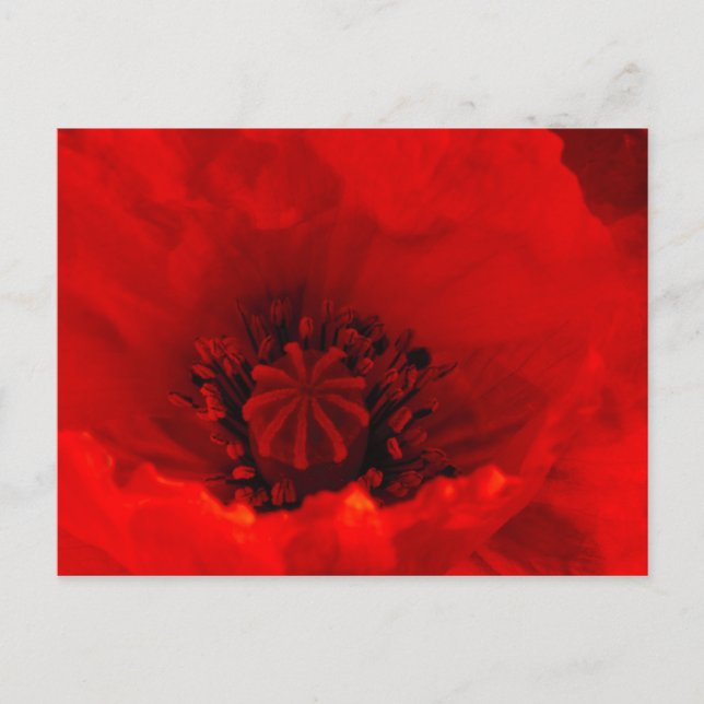 Carte Postale Fleur de coquelicot (Devant)