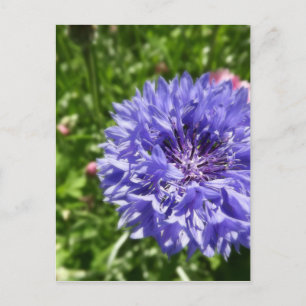 Carte Postale Fleur de corail bleu