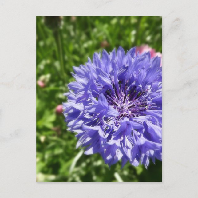 Carte Postale Fleur de corail bleu (Devant)