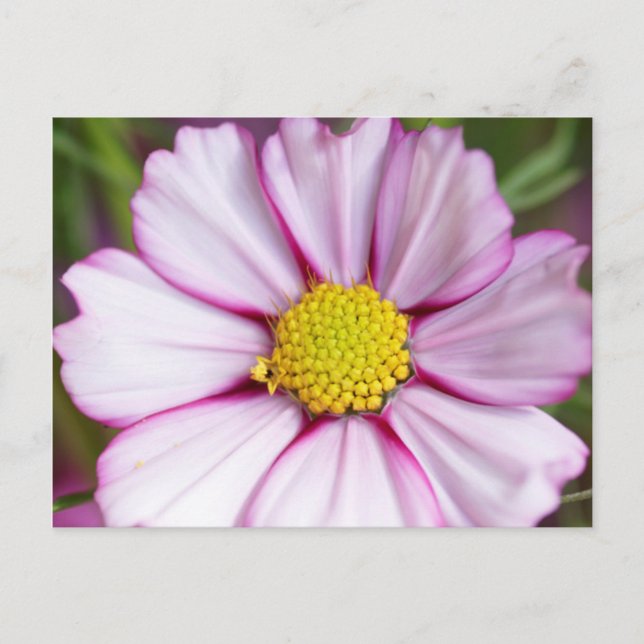 Carte Postale Fleur de Cosmos (bidens formosa) (Devant)