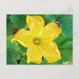 Carte Postale Fleur de courgettes