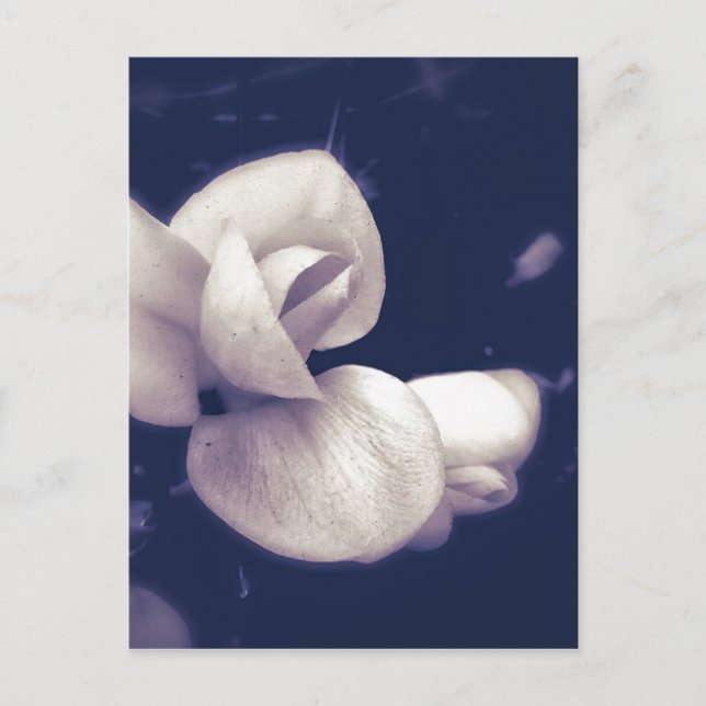 Carte Postale Fleur de crocus en noir et blanc (Devant)