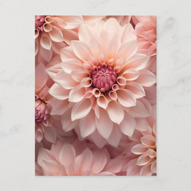 Carte Postale fleur de dahlia aux couleurs pastel doux  (Devant)