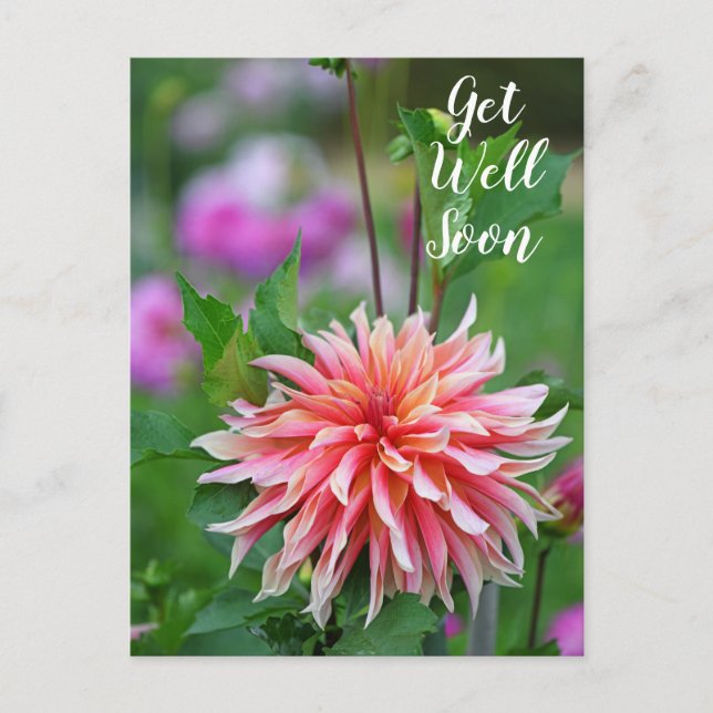 Carte Postale Fleur de dahlia orange et rose Guérissez vite (Devant)