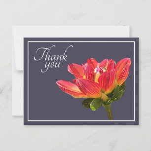 Carte Postale Fleur de Dahlia Rouge Fond Gris Merci