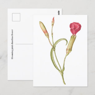 Carte Postale Fleur de dianthus rose en floraison
