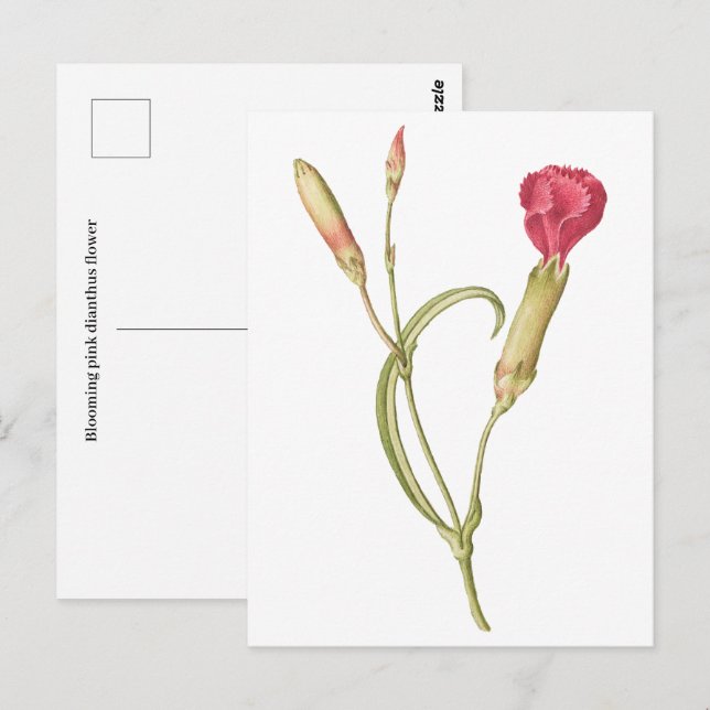 Carte Postale Fleur de dianthus rose en floraison (Devant / Derrière)