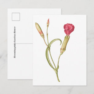 Carte Postale Fleur de dianthus rose épanouie dessinée à la main
