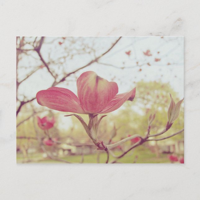 Carte Postale Fleur de Dogwood rose (Devant)