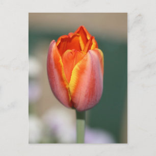 Carte Postale Fleur de feu