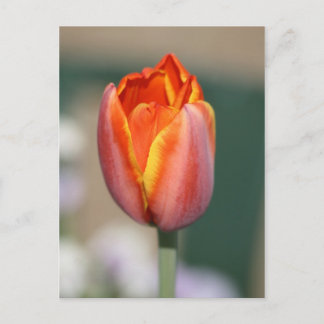 Carte Postale Fleur de feu