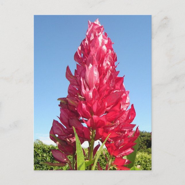 Carte Postale Fleur de flamme (verticale) (Devant)