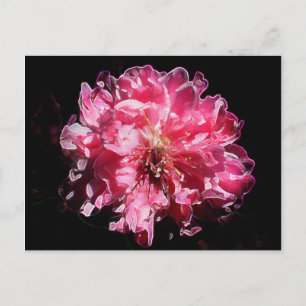 Carte Postale Fleur de fleur de fleur de pêche