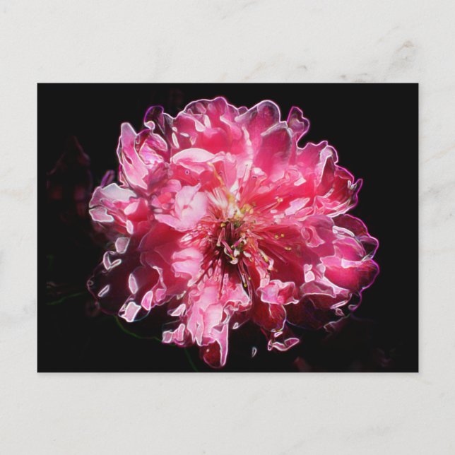 Carte Postale Fleur de fleur de fleur de pêche (Devant)