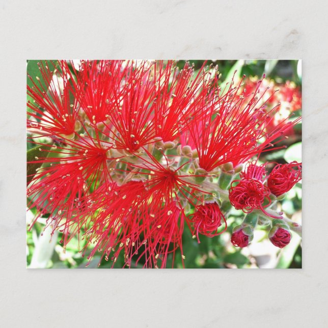 Carte Postale Fleur de fond Rouge Tropical Floral (Devant)