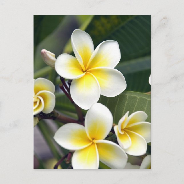 Carte Postale Fleur de frangipanier Îles Cook (Devant)