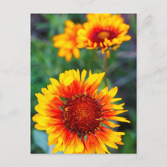 Carte Postale Fleur de gaillarde alias Susan aux yeux bruns dans (Devant)